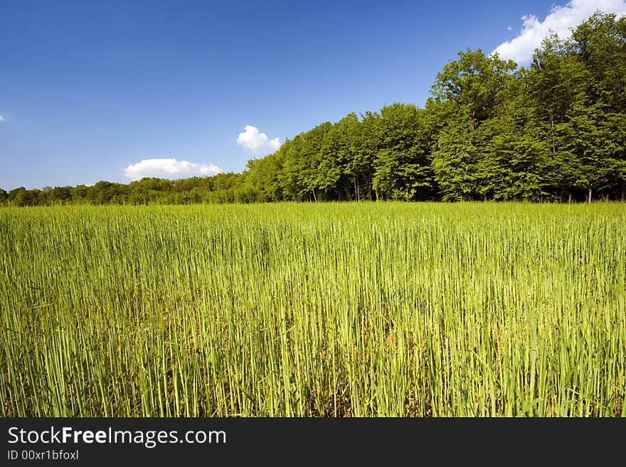 Young green grass with forest and blue sky in the background. Young green grass with forest and blue sky in the background