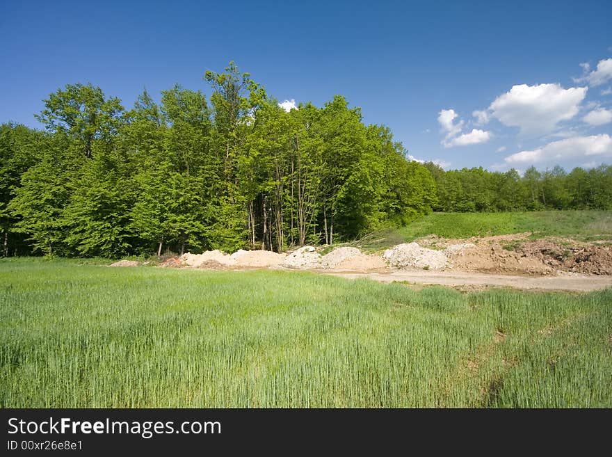 Young green grass with forest and blue sky in the background. Young green grass with forest and blue sky in the background