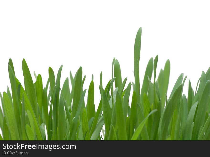 Fresh grass on a white background