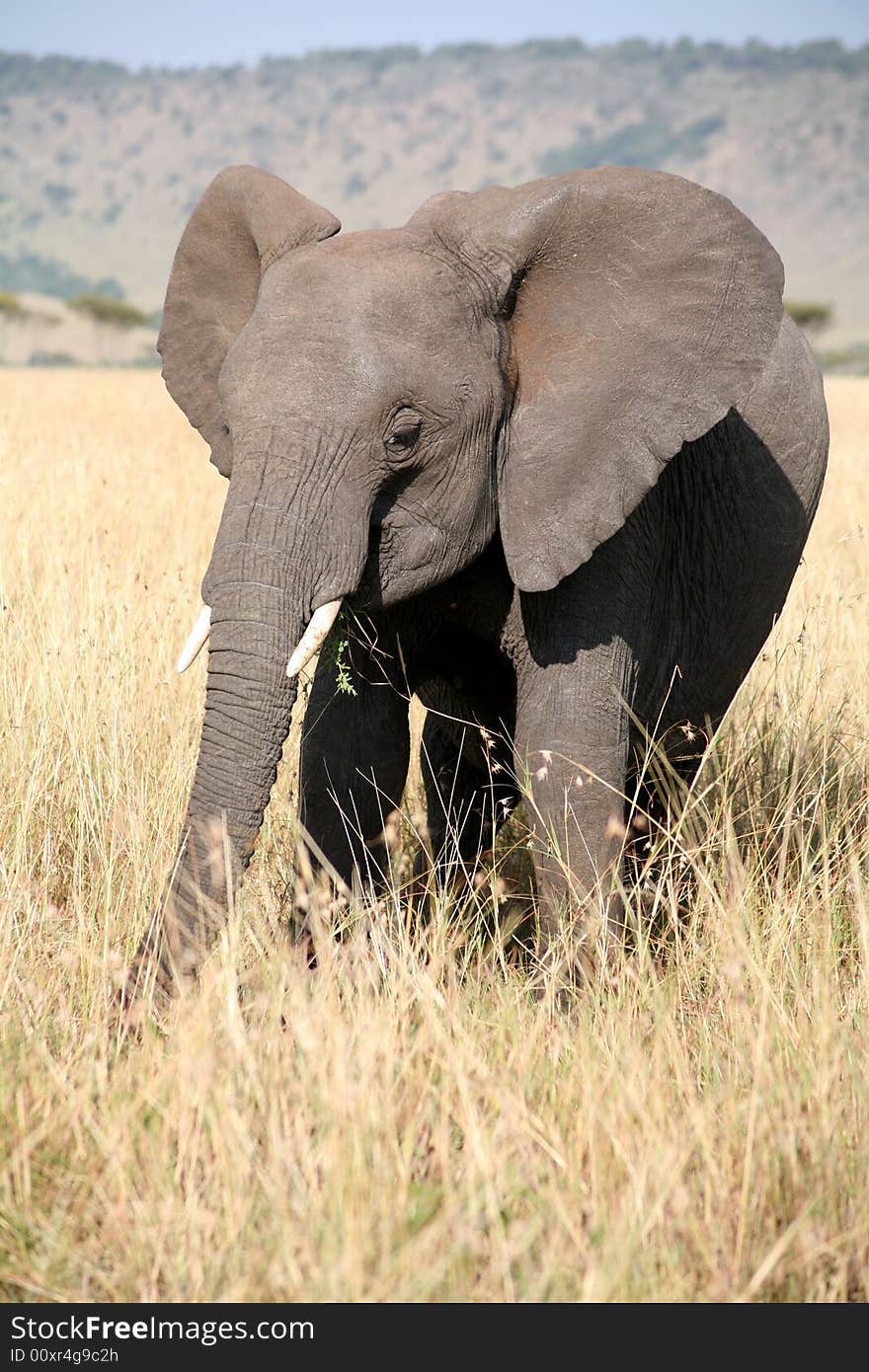 Young elephant in the grass in the Masai Mara Reserve (Kenya)