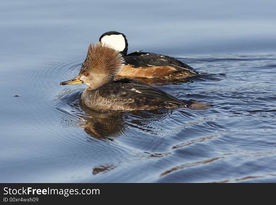 Hooded  Merganser