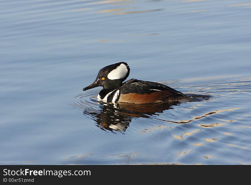 Hooded Merganser