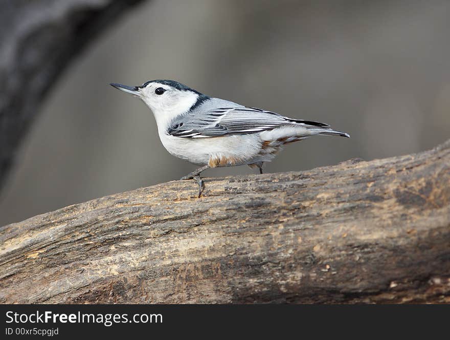 White-breasted nuthatch perched on a branch feeding in Central Park, New York City