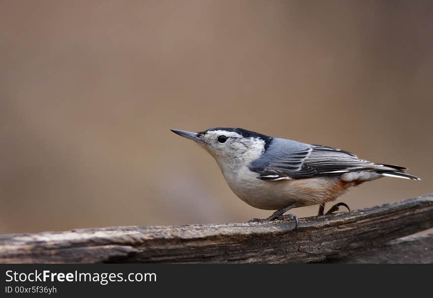 White-breasted nuthatch