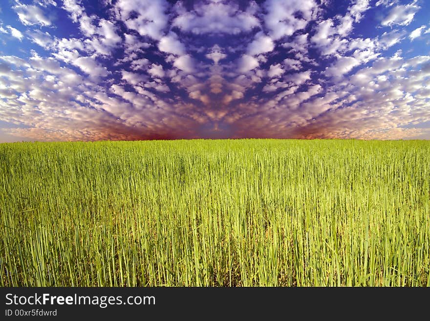 Young green grass with blue sky in the background. Young green grass with blue sky in the background