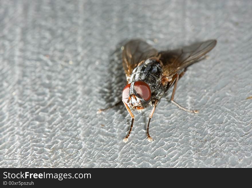 Very detailed close up of housefly. Very detailed close up of housefly