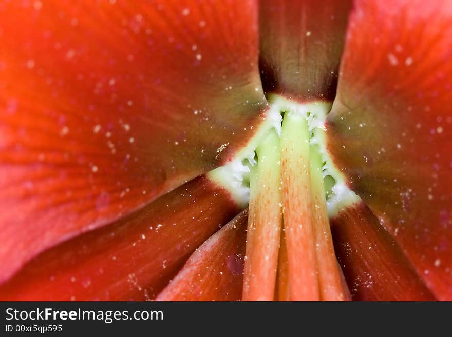 Very detailed close up of amaryllis flower