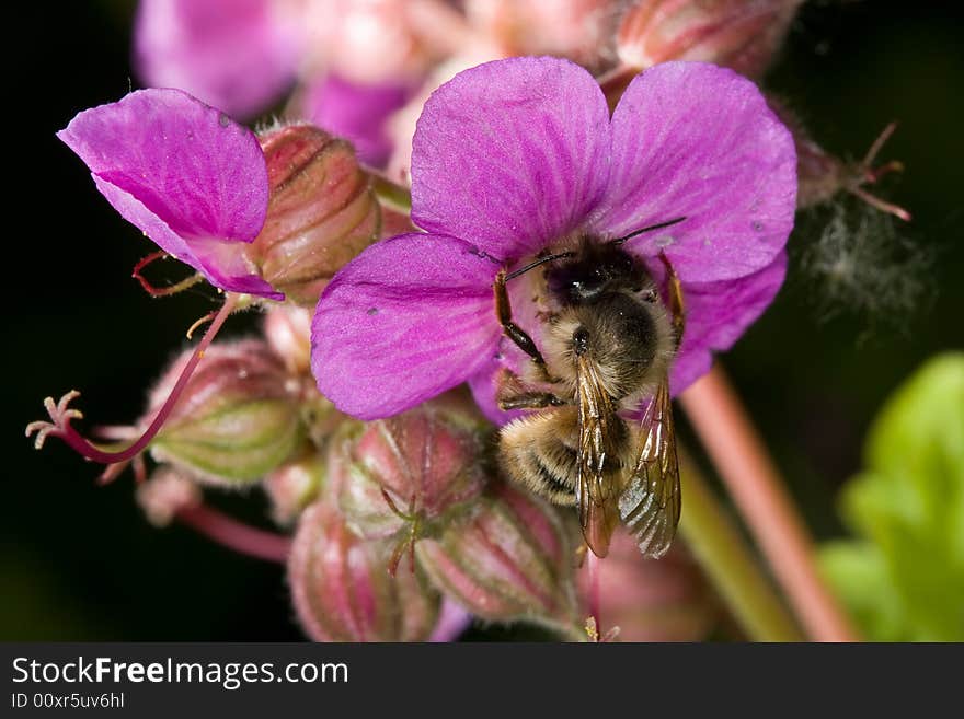 Bumble bee on purple geranium flower