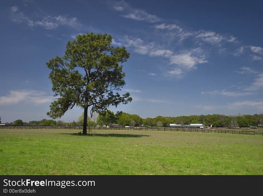 A single tree in a field