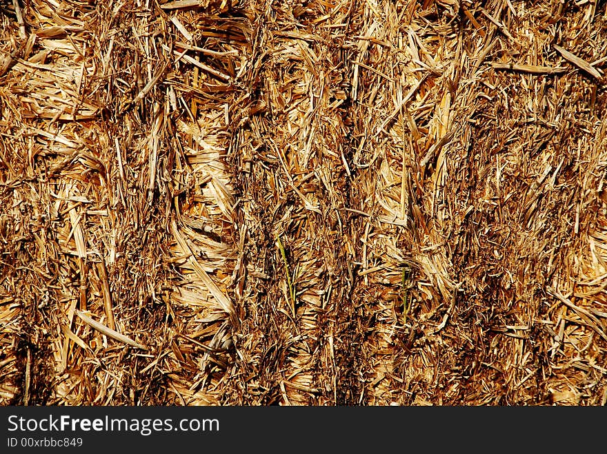 Yellow dry straw background detail