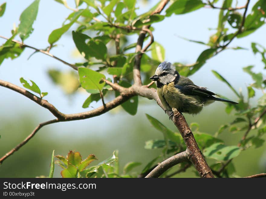 Blue tit