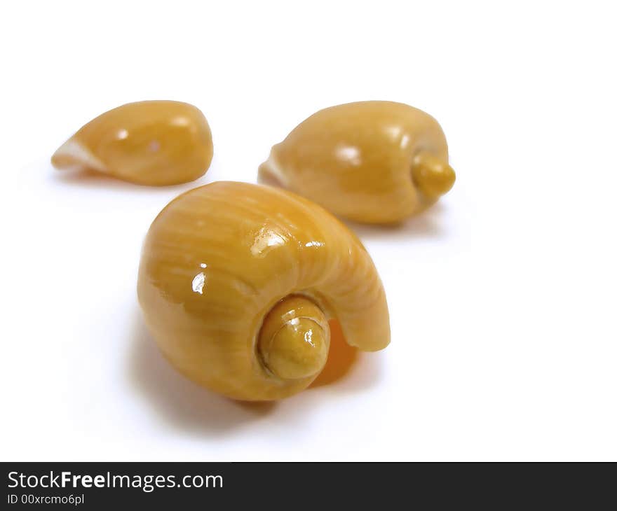 Three seashells isolated on a white background.