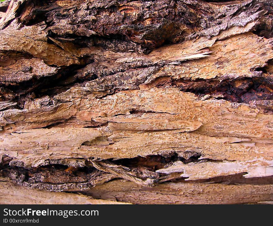 Close up on a detail of wood tree texture...