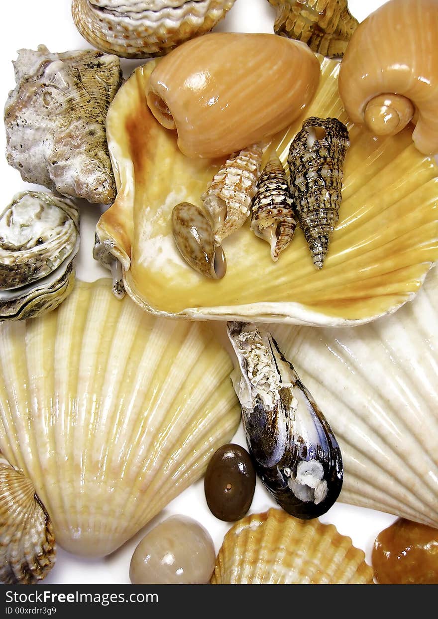 Several types of seashells isolated on a white background. Several types of seashells isolated on a white background.