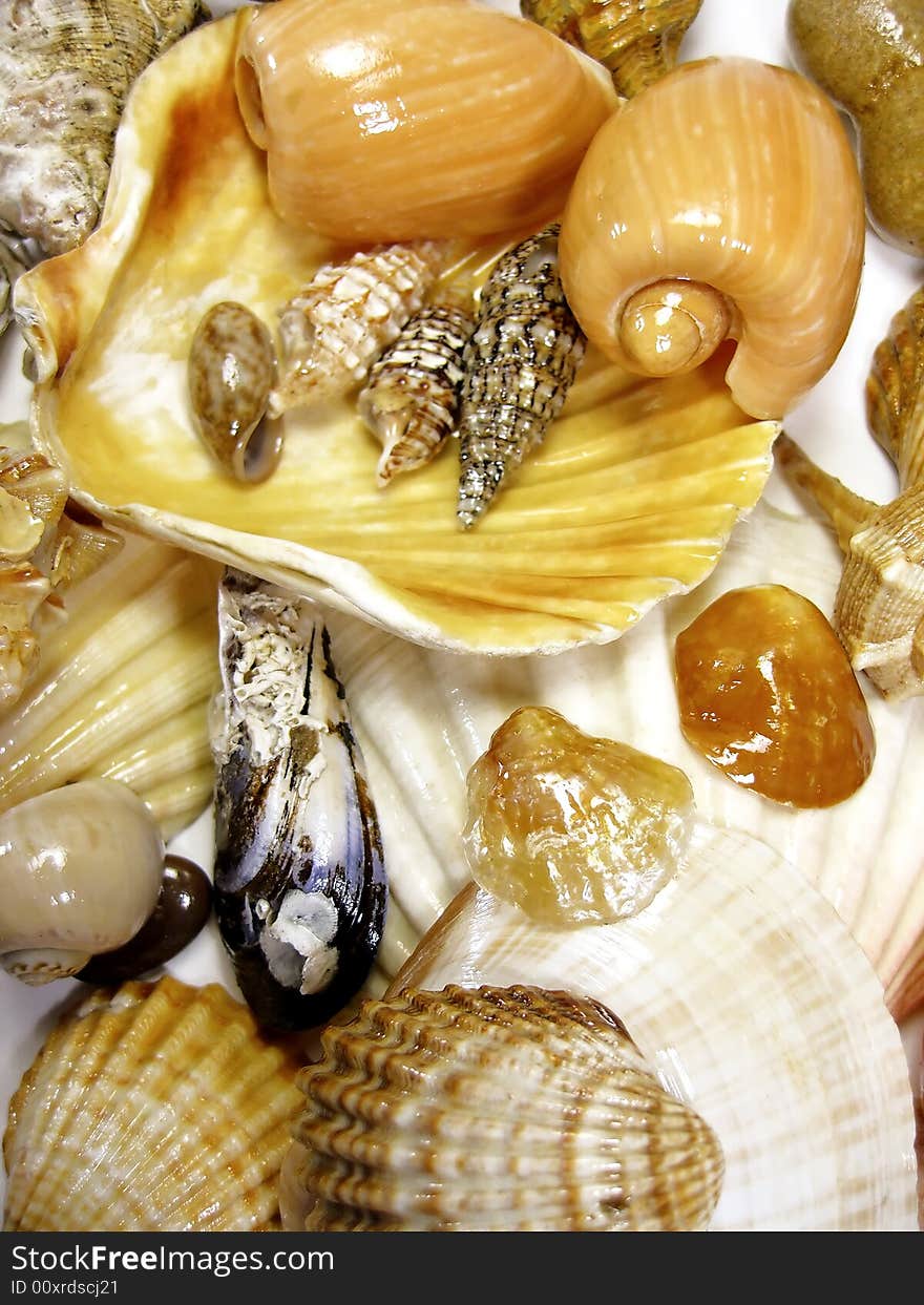 Many types of sea shells isolated on a white background. Many types of sea shells isolated on a white background.