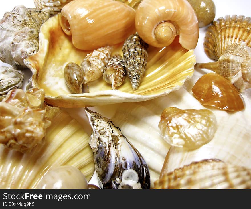 Several types of seashells on a crazy mess isolated on a white background. Several types of seashells on a crazy mess isolated on a white background.