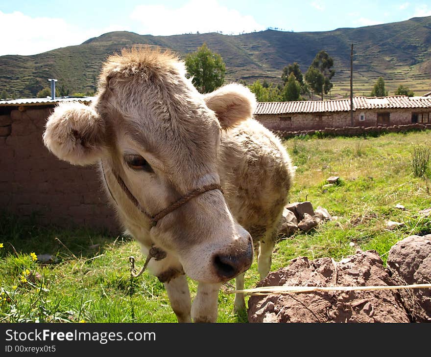 A cow looking away in a middle of a farm.