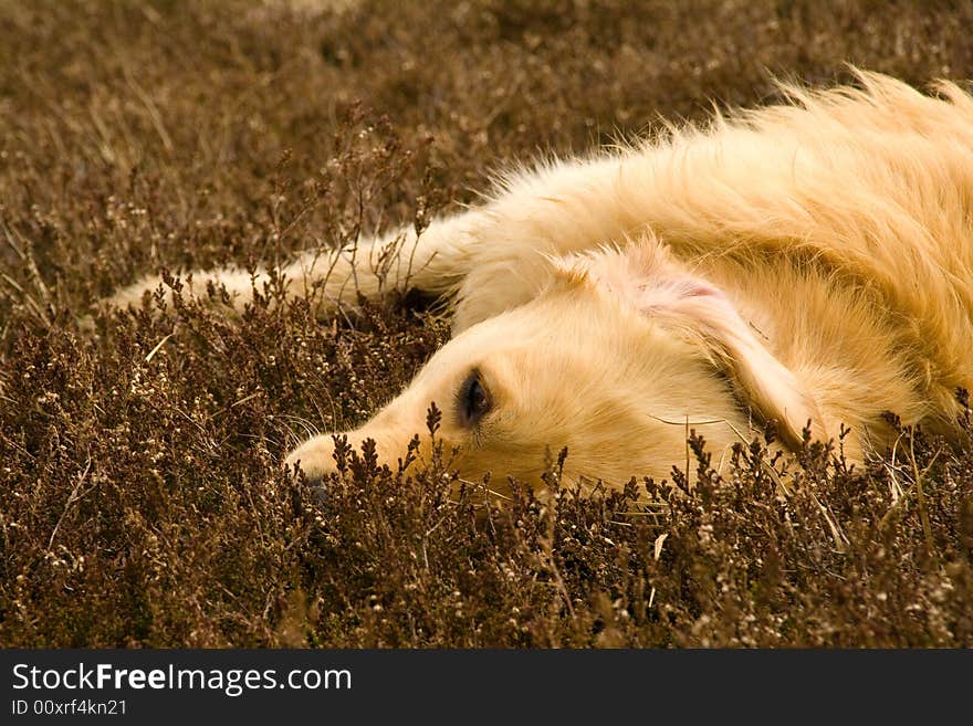 Golden retriever