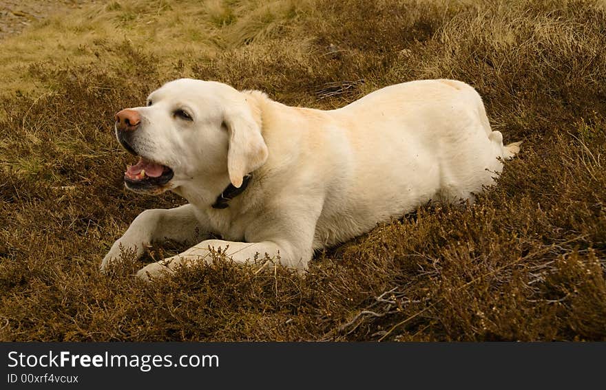 Tired labrador lying in heath. Tired labrador lying in heath