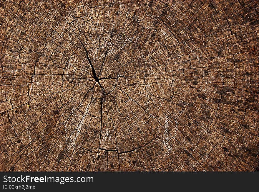 Tree round rings as background. Tree round rings as background