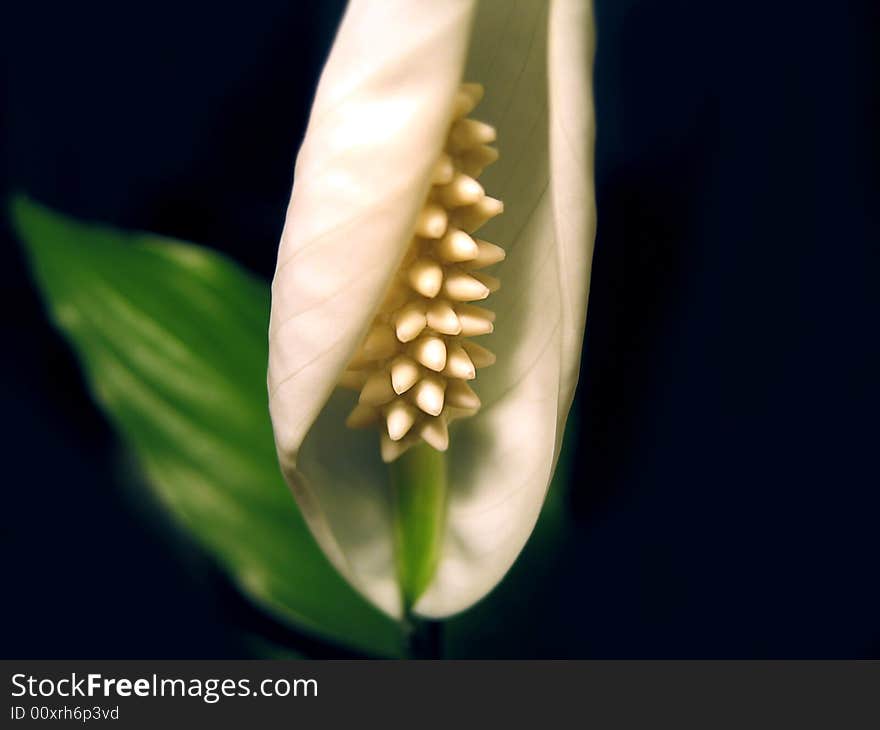 White spathiphyllum