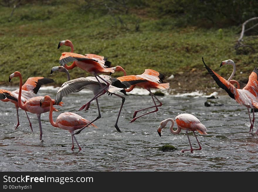 Greater Flamingo (phoenicoterus rubber)