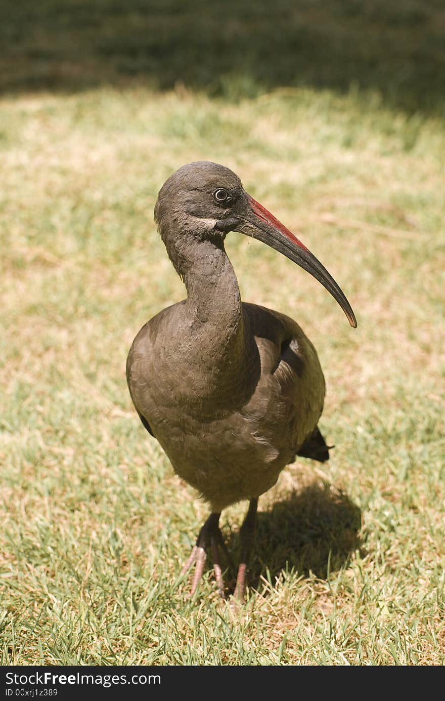 Hadada Ibis (Bostrychia Hagedash)