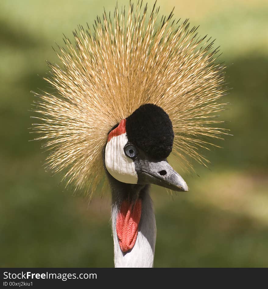 Grey Crowned Crane