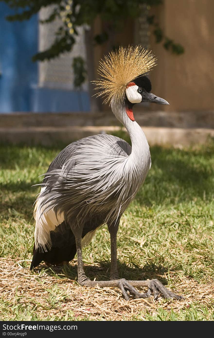 Grey Crowned Crane. This photo was taken on the island of Fuerteventura (Spain).