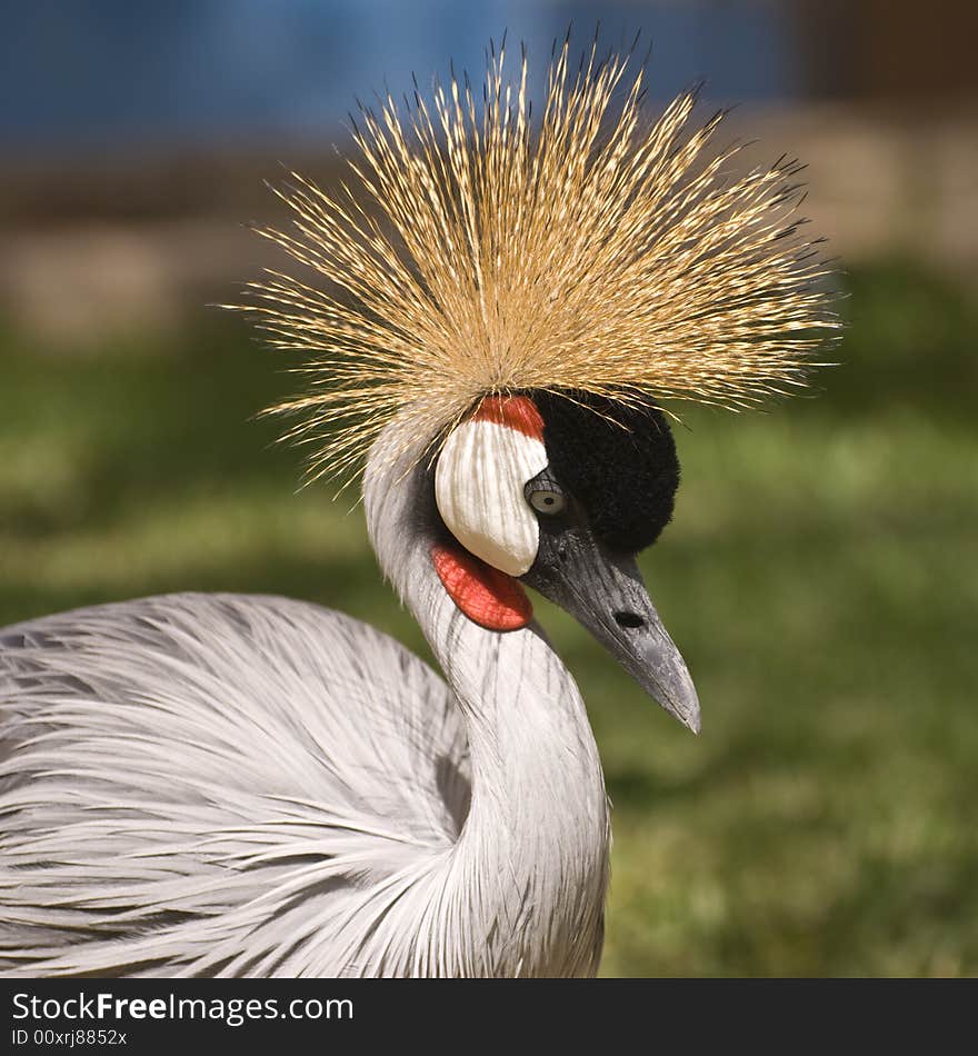 Grey Crowned Crane. This photo was taken on the island of Fuerteventura (Spain).