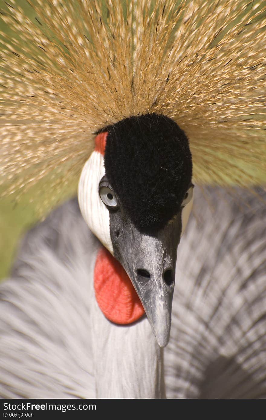 Grey Crowned Crane