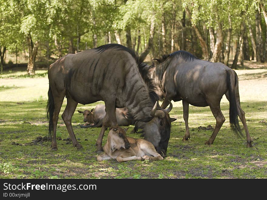 Blue Wildebeest (Connochaetes Taurinus)