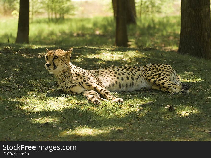 Resting Cheetah (Acinonyx Jubatus)