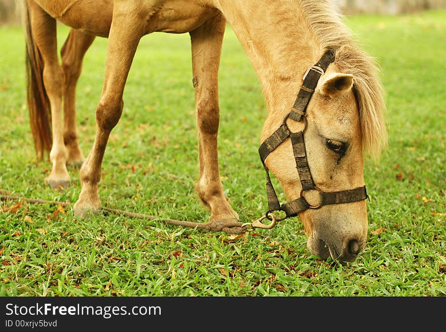 Horse tied up by the tree and eat grass.