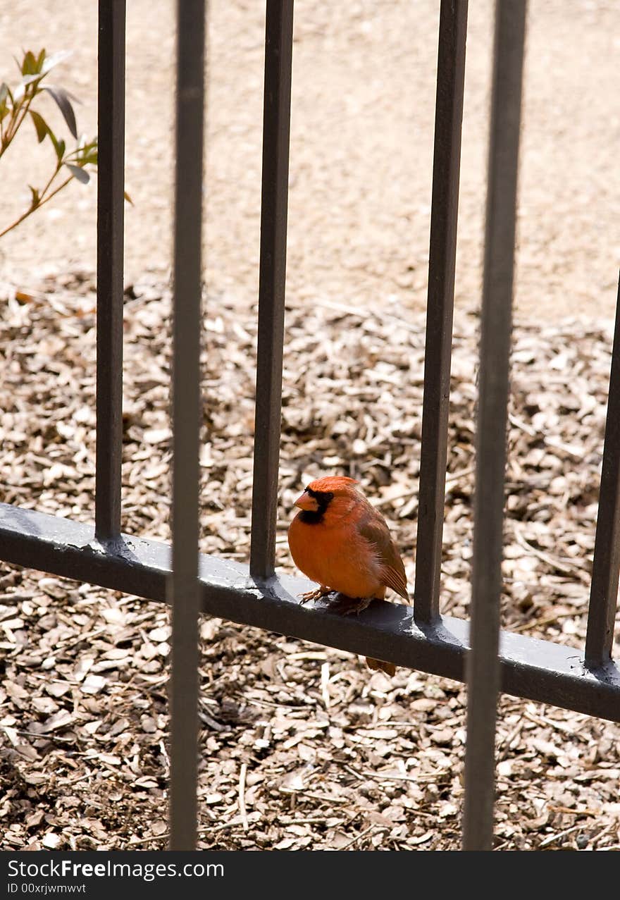 Red Cardinal Bird Perched on Metal Railing