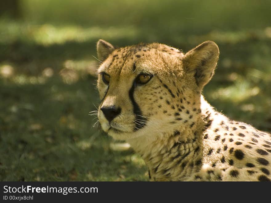 Close-up of Cheetah (Acinonyx Jubatus)