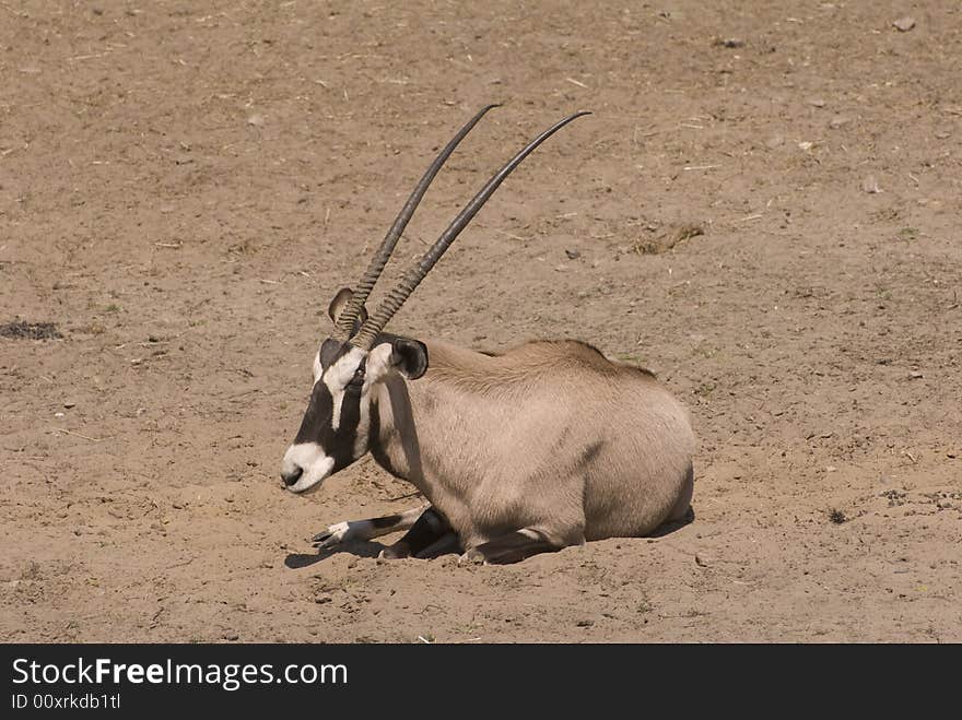 Gemsbok (Oryx Gazella). Photo taken in Beekse Bergen.