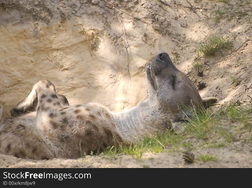 Spotted Hyena or Laughing Hyena