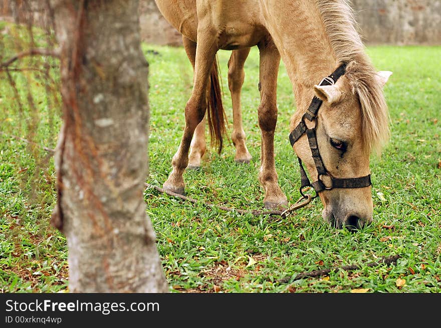 Horse tied up by the tree and eat grass.