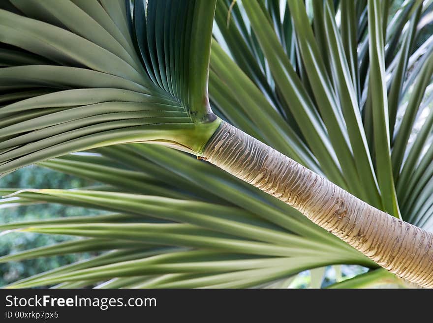 Large Aloe Vera Plant Branch