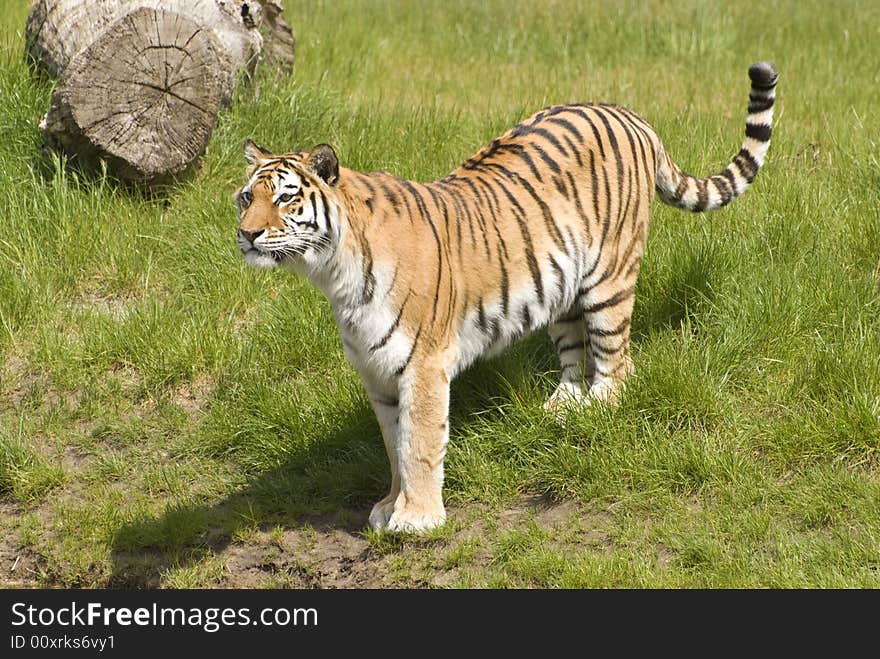 Siberian Tiger (Panthera Tigris Altaica)