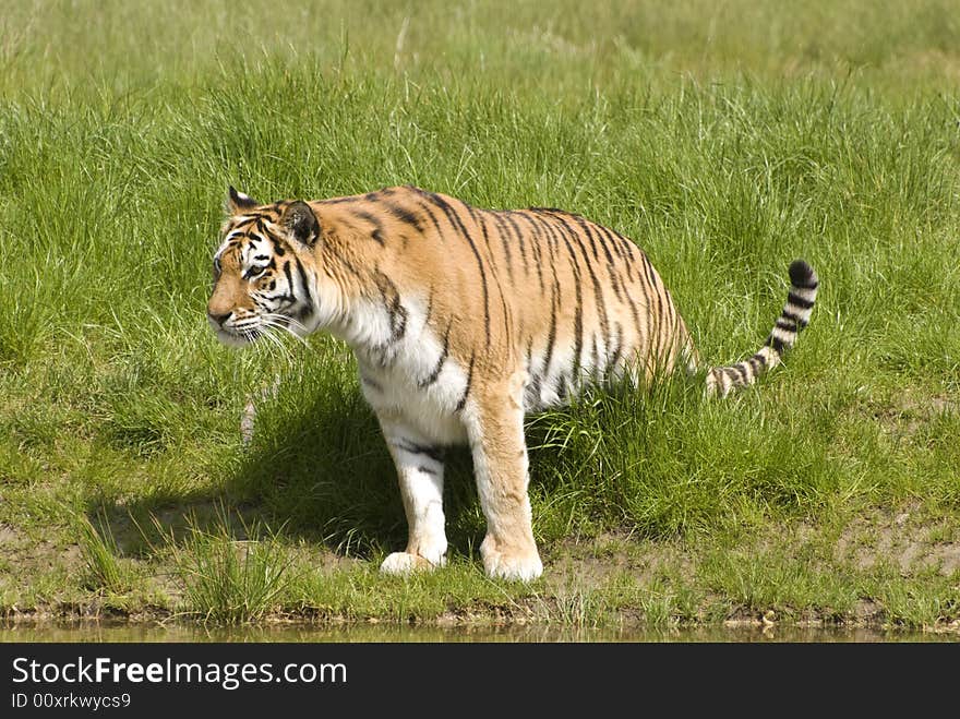 Siberian Tiger (Panthera Tigris Altaica)