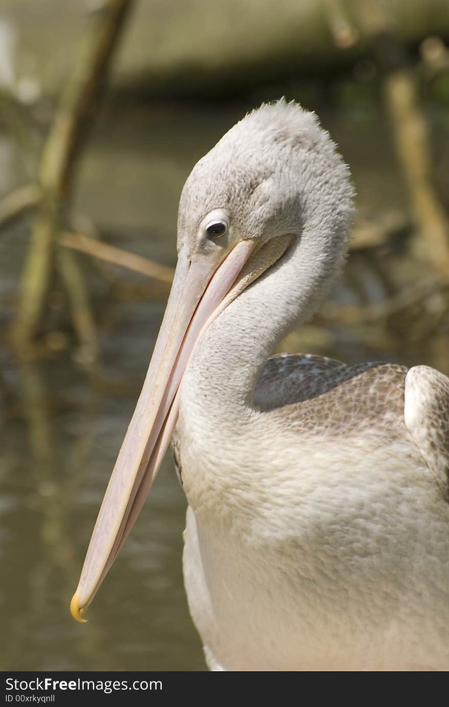 Pink-backed Pelican (Pelecanus Rufescens). Photo taken in Beekse Bergen.