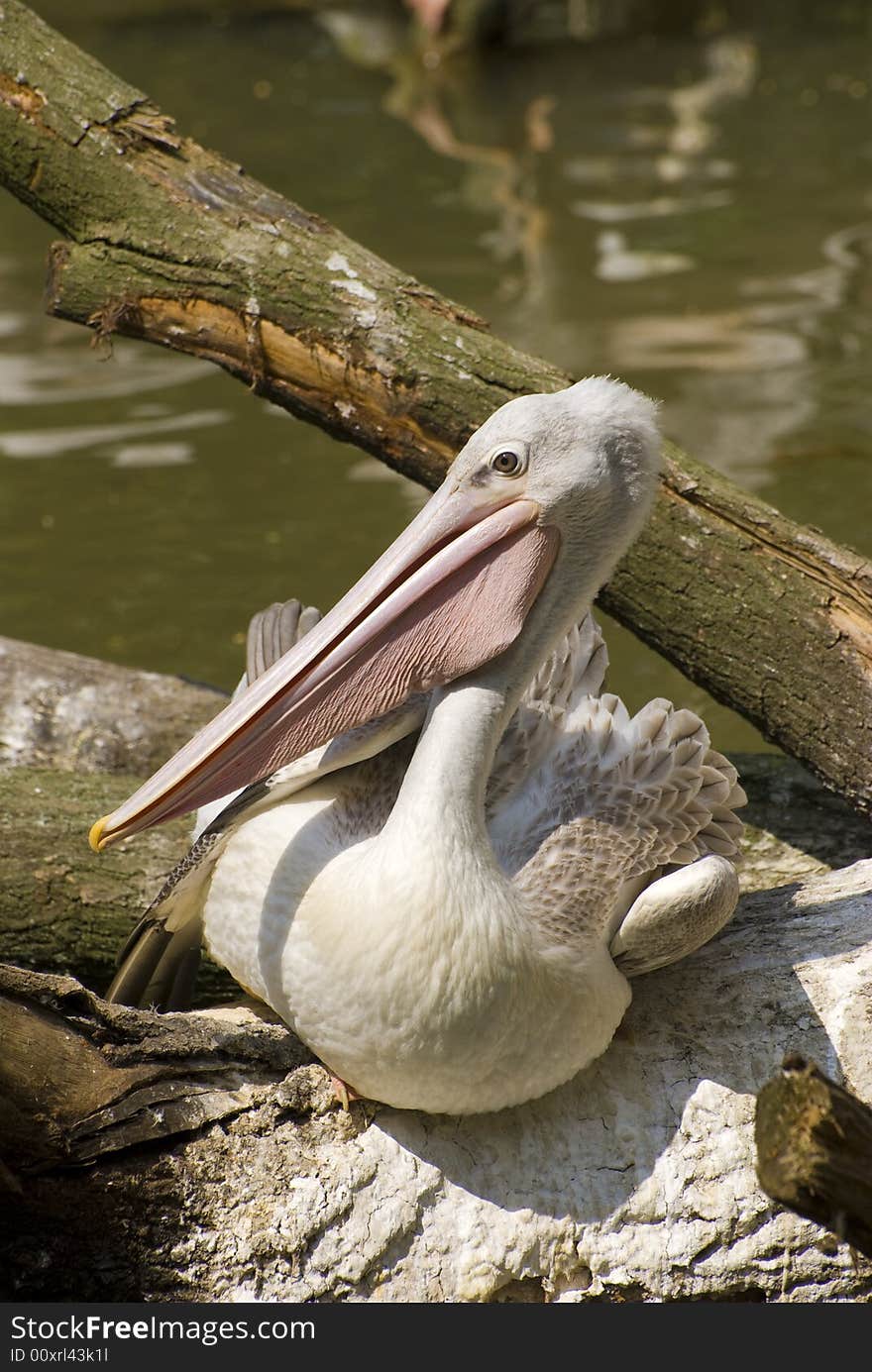 Pink-backed Pelican (Pelecanus Rufescens)