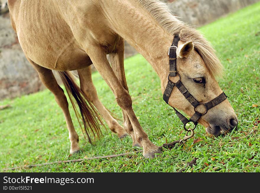 Horse tied up by the tree and eat grass.