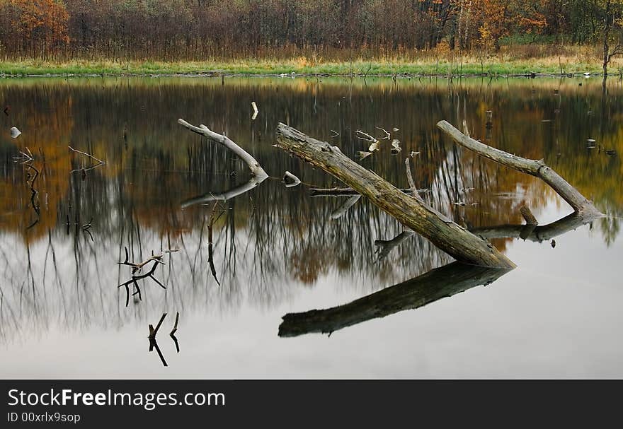 Old trees in the lake