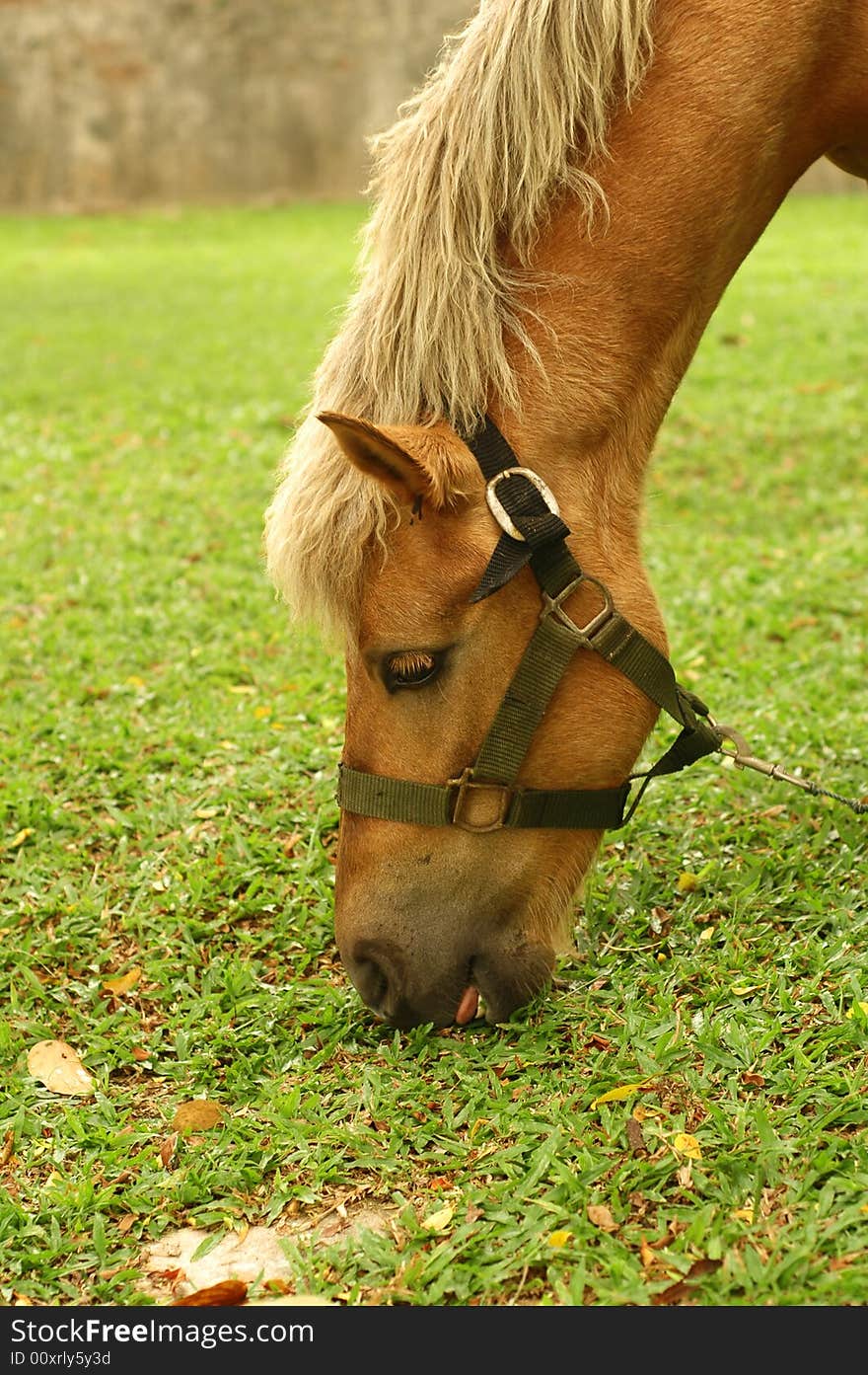 Horse tied up by the tree and eat grass.