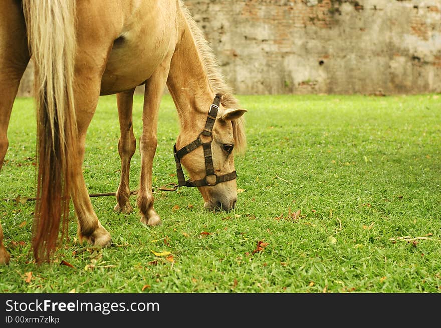 Horse tied up by the tree and eat grass.