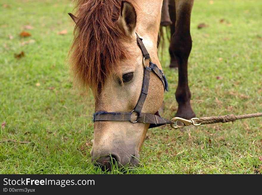 Horse tied up by the tree and eat grass.