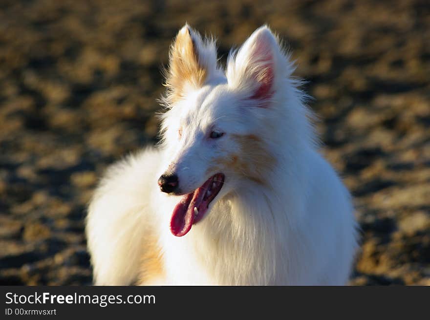 White dog playing on the beach